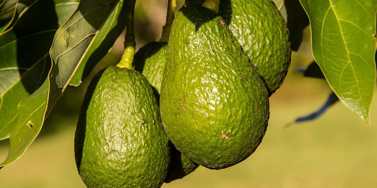 Spagna: decolla la produzione di avocado valenciano